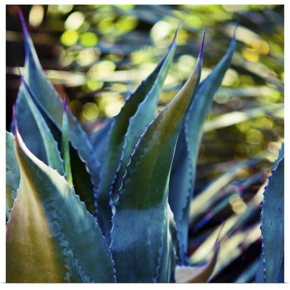 Great BIG Canvas | "Succulent Vibes I" Art Print - 20x20