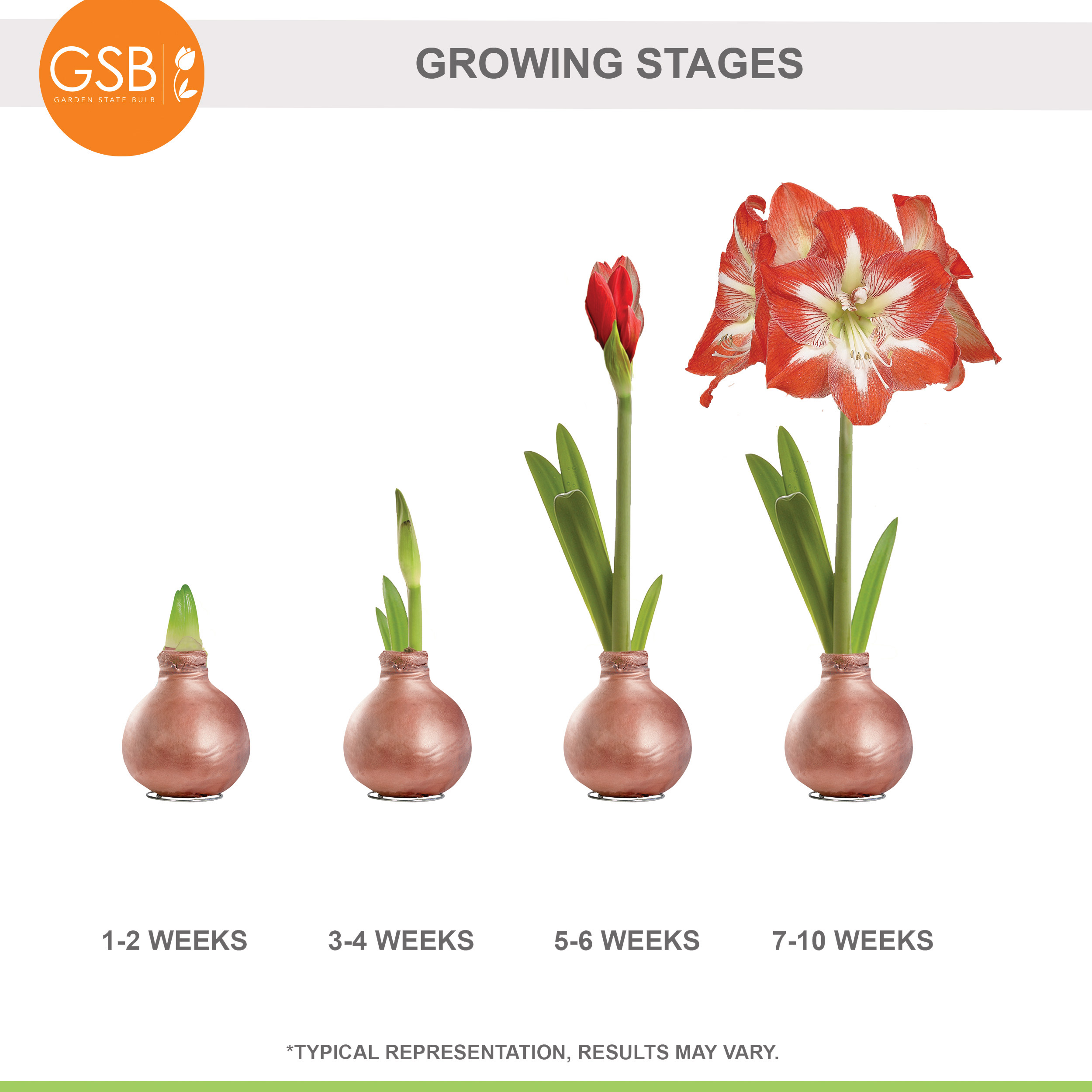 Garden State Bulb Minerva Waxed Amaryllis Flower Bulb, 30/32cm (Rose Gold Wax)