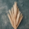 thumbnail image 2 of Wispy Pampas Grass Stem by Ashland®, 2 of 4