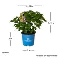 thumbnail image 2 of Endless Summer BloomStruck Reblooming Hydrangea Live Shrub in 1-Gallon Grower Pot, 2 of 11