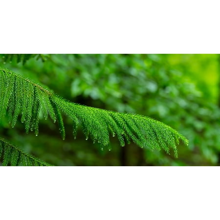 Close-up of Norfolk Island Pine (Araucaria heterophylla) leaves Hamburg New York State USA Canvas Art - Panoramic Images (36 x 12)