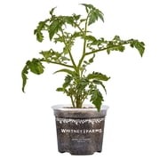 Whitney Farms Carmen Roma Tomato, Live Plant, 25 oz.