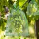 thumbnail image 1 of 100 Count Organza Mesh Bags 30x20cm & 23x17cm with Drawstring for Fruit Protection Against Pests and Birds, 1 of 5