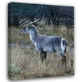 thumbnail image 1 of Dana Underdahl 28x34 Gallery Wrapped Canvas Wall Art Titled - Waterbuck I, 1 of 4