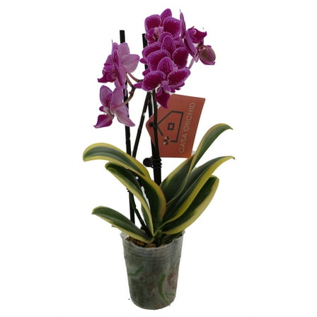Surprise Moth Orchid Plant - Phalaenopsis - 4" Pot - Easy House Plant