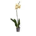 thumbnail image 3 of Orquidea Phalenopsi varios colores 1 pieza 70 cm, 3 of 5