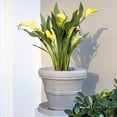 thumbnail image 6 of Crescent Garden Brunello - Classic Rolled Rim Planter, Weather-safe Plastic Pot, Parchment 14", 6 of 6
