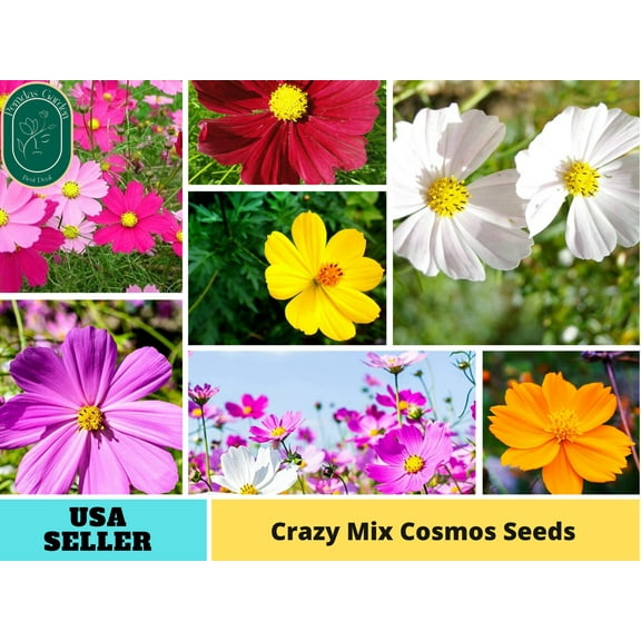 50  Seeds| Crazy Mix Cosmos Seeds ~ Authentic Seeds ~ GMO Free ~ Seeds~Flower seeds~ Vegetable seeds~ Asian Garden~ Flowers~ Herbs B5G1
