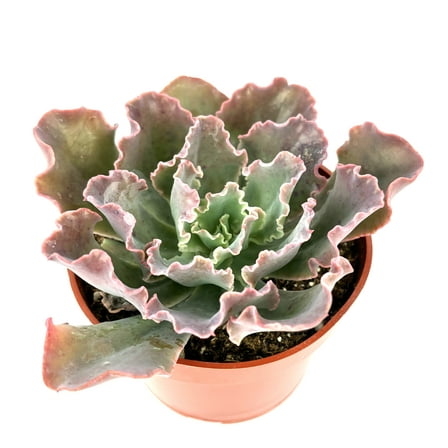Echeveria Blue Curls Low Maintenance Succulent, 4" Pot