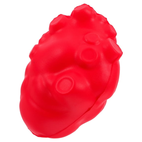 unbranded Realistic Organ Model For Teaching Human Heart Simulation Model Human Organ Anatomical Teaching Tool For Anatomy And Physiology Science Exhibits