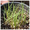 thumbnail image 2 of Everwilde Farms - 1 lb Virginia Wild Rye Native Grass Seeds - Gold Vault Bulk Seed Packet, 2 of 2