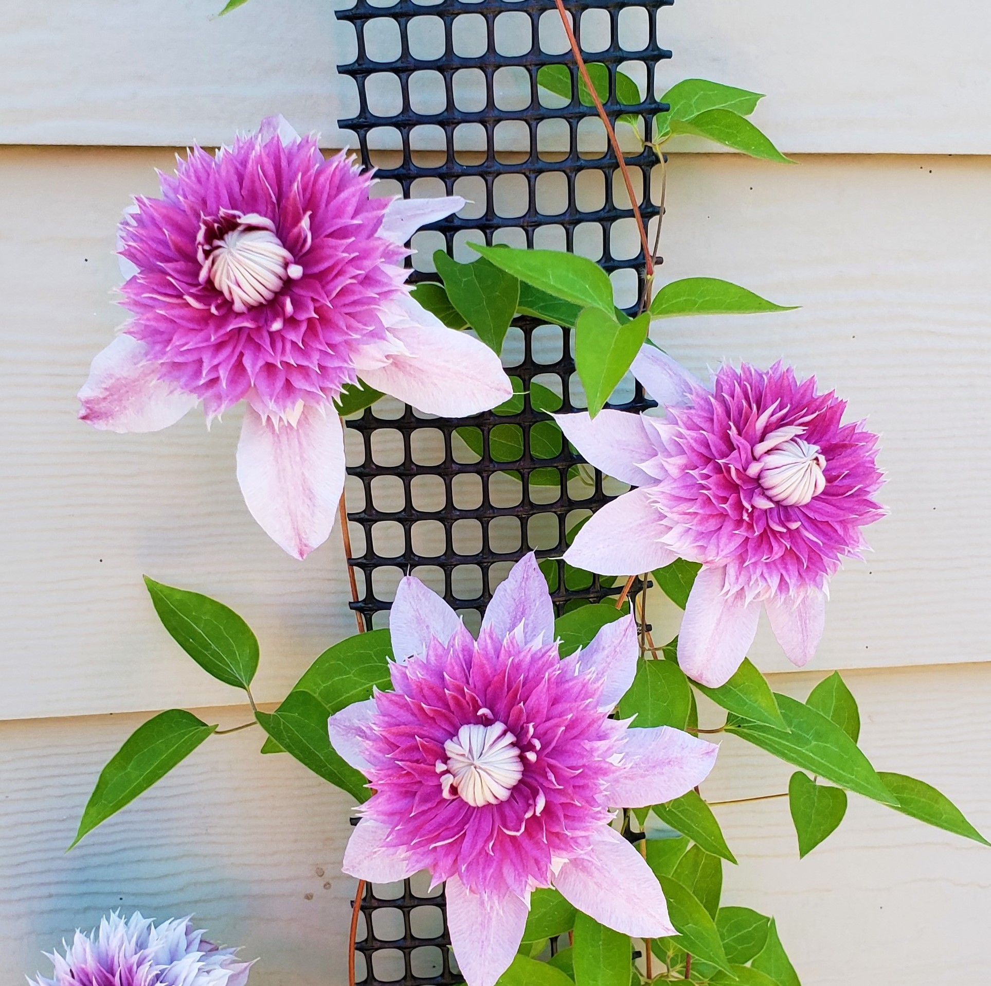 Scroll Trellis 108 " Narrow Tall Black Vinyl Natural Finish, 3 Pack