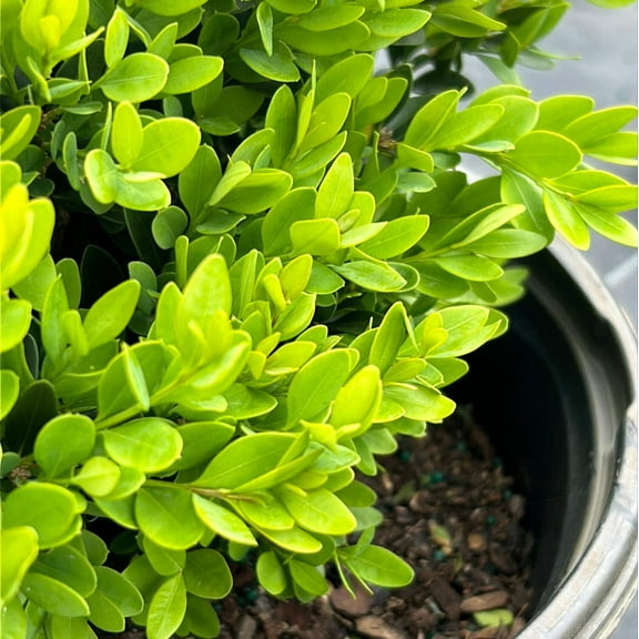 Green Velvet Boxwood - 3 Gallon Pot, Live Evergreen Shrub, Full/Part Sun, Outdoor