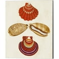 thumbnail image 3 of Great Art Now Knorr Shells A by George Wolfgang Knorr 4 Piece Canvas Art Set Each 12"W x 15"H, 3 of 5