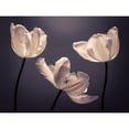 thumbnail image 3 of Frank, Assaf 14x12 Black Modern Framed Museum Art Print Titled - Three Tulips, FTBR-1824, 3 of 5