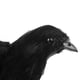 thumbnail image 3 of Figuras de cuervo con resortes negros, figura de pájaro, figura de jardín, decoración de jardín 16x20x7cm, 3 of 9