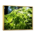 thumbnail image 2 of Designart "Dappled Sunlight Ferns Plant painting" Floral Floater Framed Canvas Print, 2 of 7