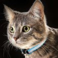 thumbnail image 2 of Collier Ajustable pour Chat : Collier en Nylon, Collier Réfléchissant pour Animaux, Collier avec Clochette, Parfait pour la Nuit, 2 of 5