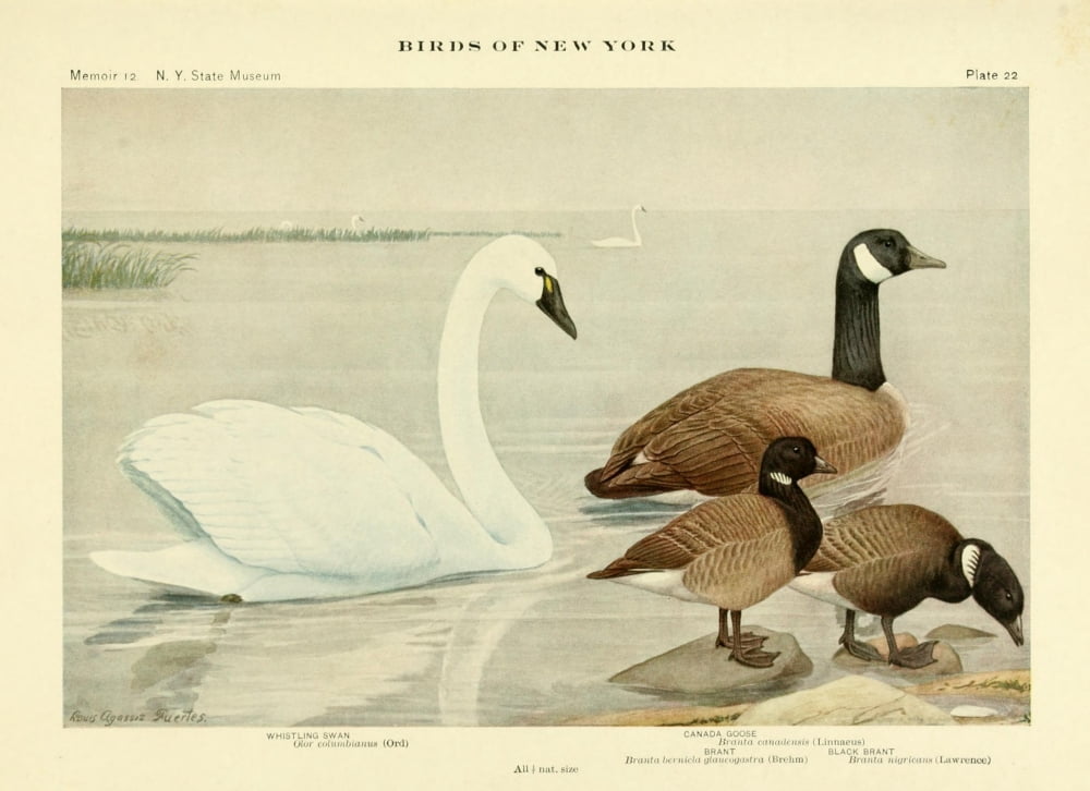 Birds Of Ny 1914 Sw