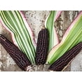 thumbnail image 4 of Candy Striped Corn Seeds - 10 Rare Seeds - Pink Zebra Corn- Prized for Popcorn, Corn Meal Flour, and its Beautiful Colored Leaves - Organic and Rare, 4 of 4