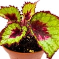thumbnail image 2 of Harmony's Heartbreaker Begonia Rex 4 inch Curled Pink Spiral, 2 of 3