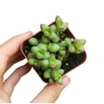 thumbnail image 2 of SUCCULENTS BOX 20" Pink Crassula Live Plants in 2" Grower Pots (2 Count), 2 of 5