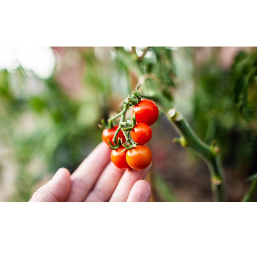 Coast of Maine OMRI Listed Tomato and Vegetable Planting Soil, 20 Quart Bag