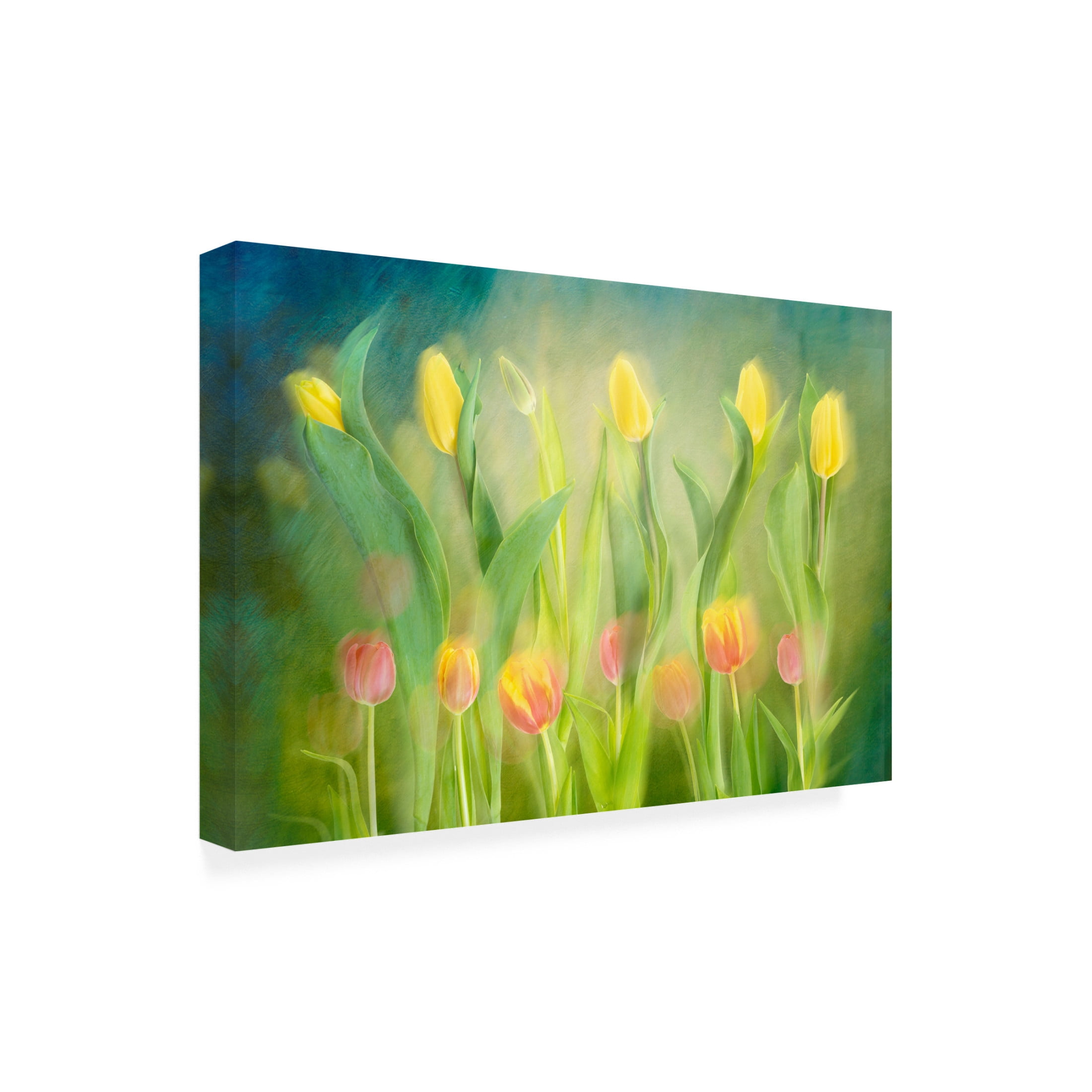 Trademark Fine Art Greetje van Son Dancing Tulips Canvas Wall Art