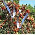 thumbnail image 5 of Cinta repelente de pájaros de 110m * 4,8 cm, cinta repelente de pájaros, cinta repelente de pájaros, espantapájaros, trampa reflectante para pájaros para jardín, espantapájaros repelente, 5 of 5