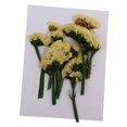 thumbnail image 1 of 10 Piezas Hojas de Flores Prensadas Secas Reales Perfecl Manualidades, 1 of 8
