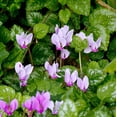 thumbnail image 2 of Easy to Grow Cyclamen Hederifolium Hardy 3 Plant Bulbs, Shade Outdoor Zones 5-9, 2 of 4