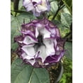 thumbnail image 5 of Purple People Eater Angel Trumpet Seeds- 5 Seeds, 5 of 5