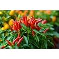 thumbnail image 2 of 30 Seeds BIRDS Eye CHILI PEPPER (Chiltepin Pepper) Capsicum Frutescens Vegetable Seeds, 2 of 11