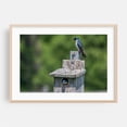 thumbnail image 2 of Tree Swallows At Home - Stewartstown Pennsylvania Photography Bird Nature Wildlife Rustic Animal Woodland Scenic Unframed Wall Art Print 12 x 18 inches, 2 of 12