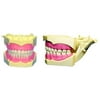 REPLACEMENT TEETH FOR COLUMBIA DENTAFORM 860 #23 BAG OF 10