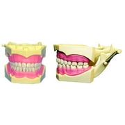 REPLACEMENT TEETH FOR COLUMBIA DENTAFORM 860 #18 BAG OF 10