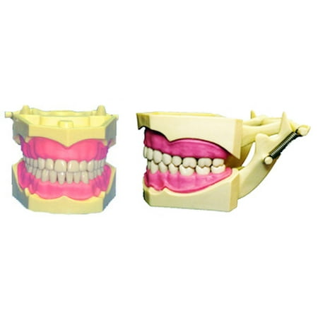 REPLACEMENT TEETH FOR COLUMBIA DENTAFORM 860 #21 BAG OF 10
