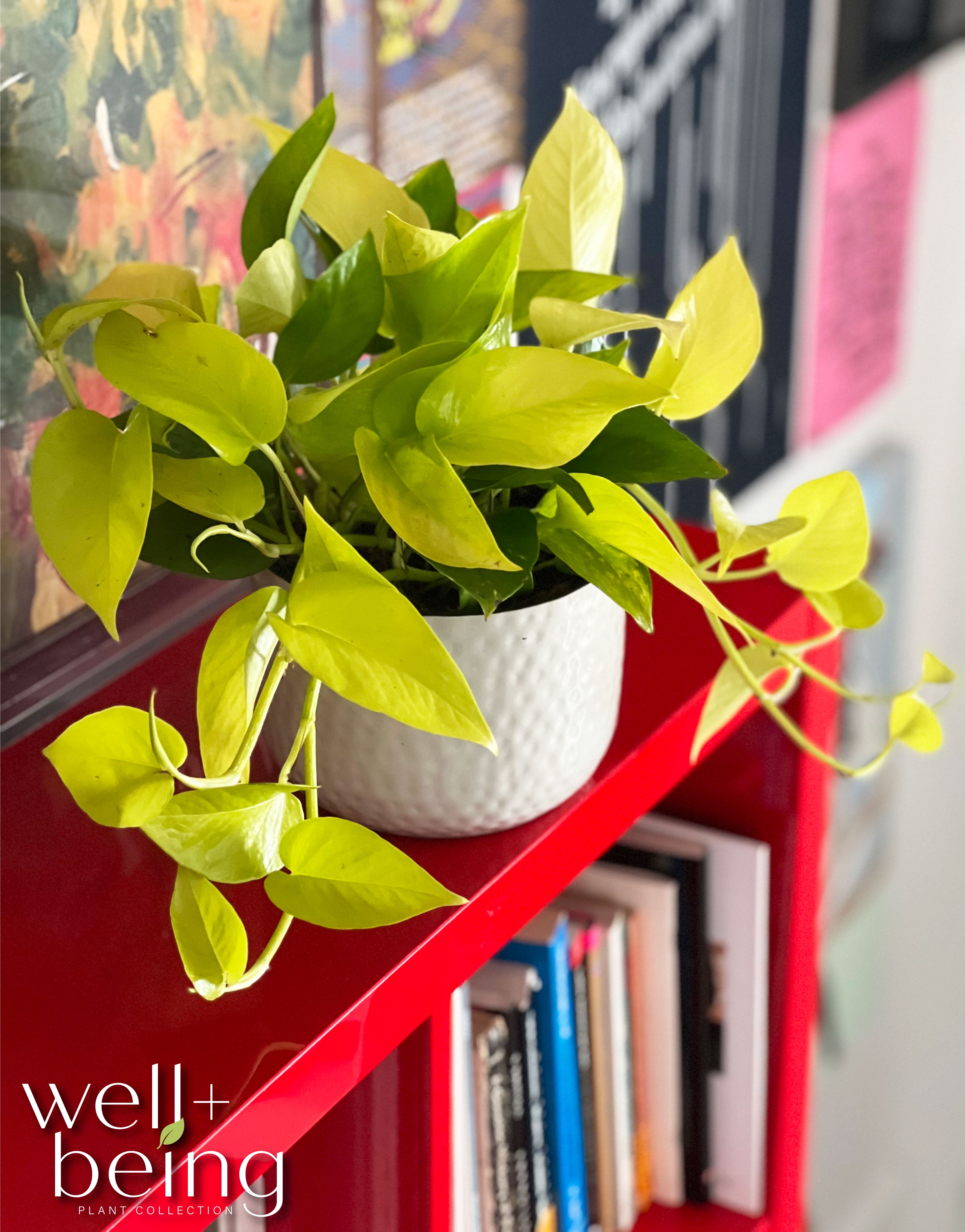 Nature's Way Farms Pothos Neon Live Plant (7-11 in. Tall) in Growers Pot