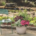 thumbnail image 3 of Proven Winners 4" White Diamond Snow Euphorbia Live Plant in 4.25" Pot (4 Count), 3 of 9