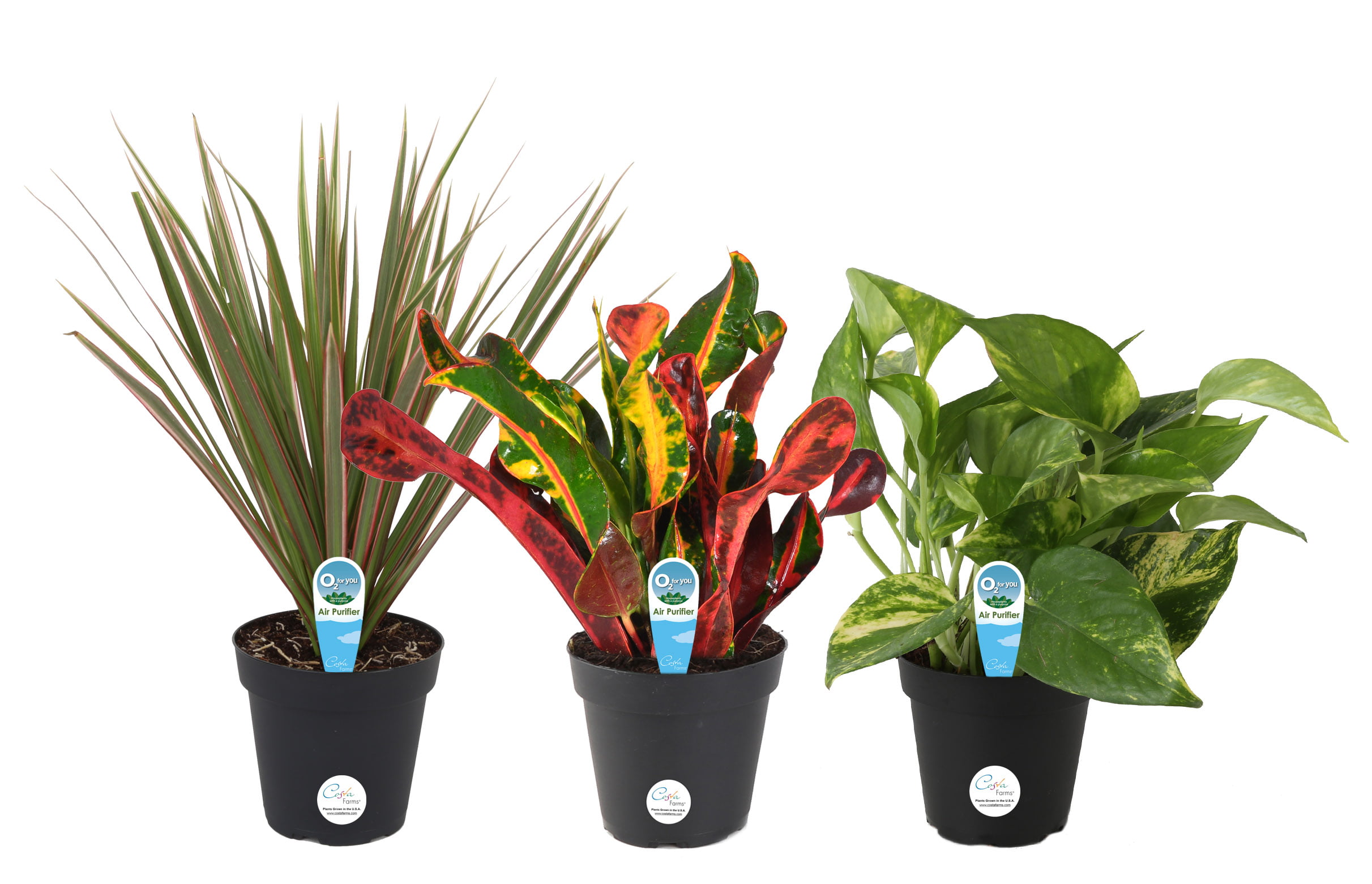 Costa Farms Live Indoor 10in Tall Clean Air Plants With Benefits In 4in Pot 3 Pack Walmart