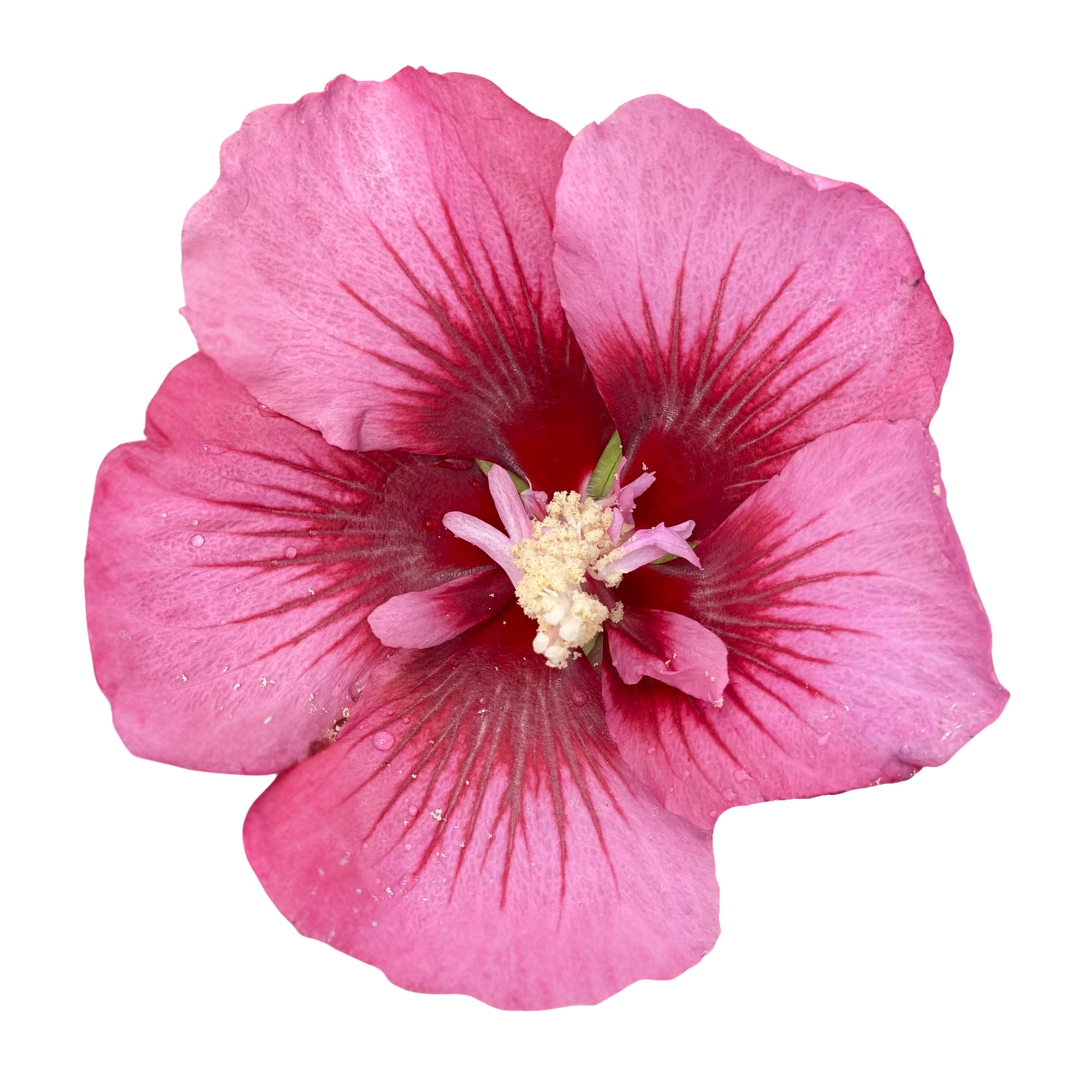 Proven Winners ColorChoice 5" Pink Red Pillar Rose of Sharon Live Plant in 4.5" Pot (4 Count)