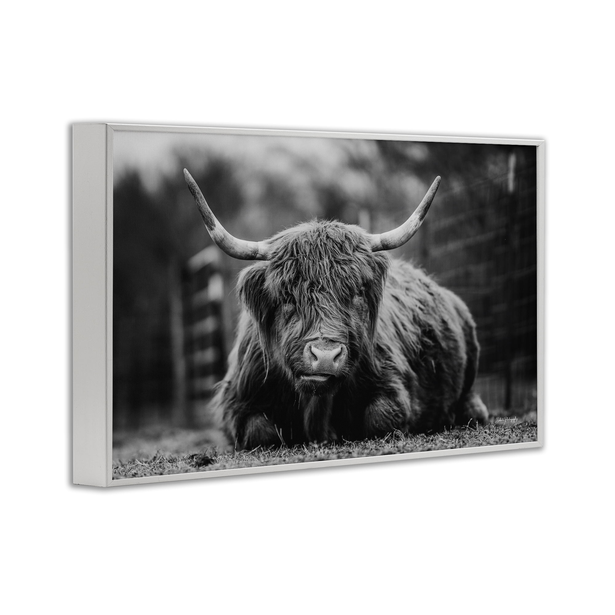 Stupell Industries Cattle Laying in Grass Animals & Insects Photography White Framed Art Print Wall Art, 24 x 16