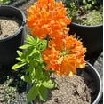 thumbnail image 2 of Gibraltar Azalea - Rhododendron 'Gibraltar', 2 of 5