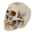 thumbnail image 3 of 1pcs Resin Craft Skull Decor, 3 of 3
