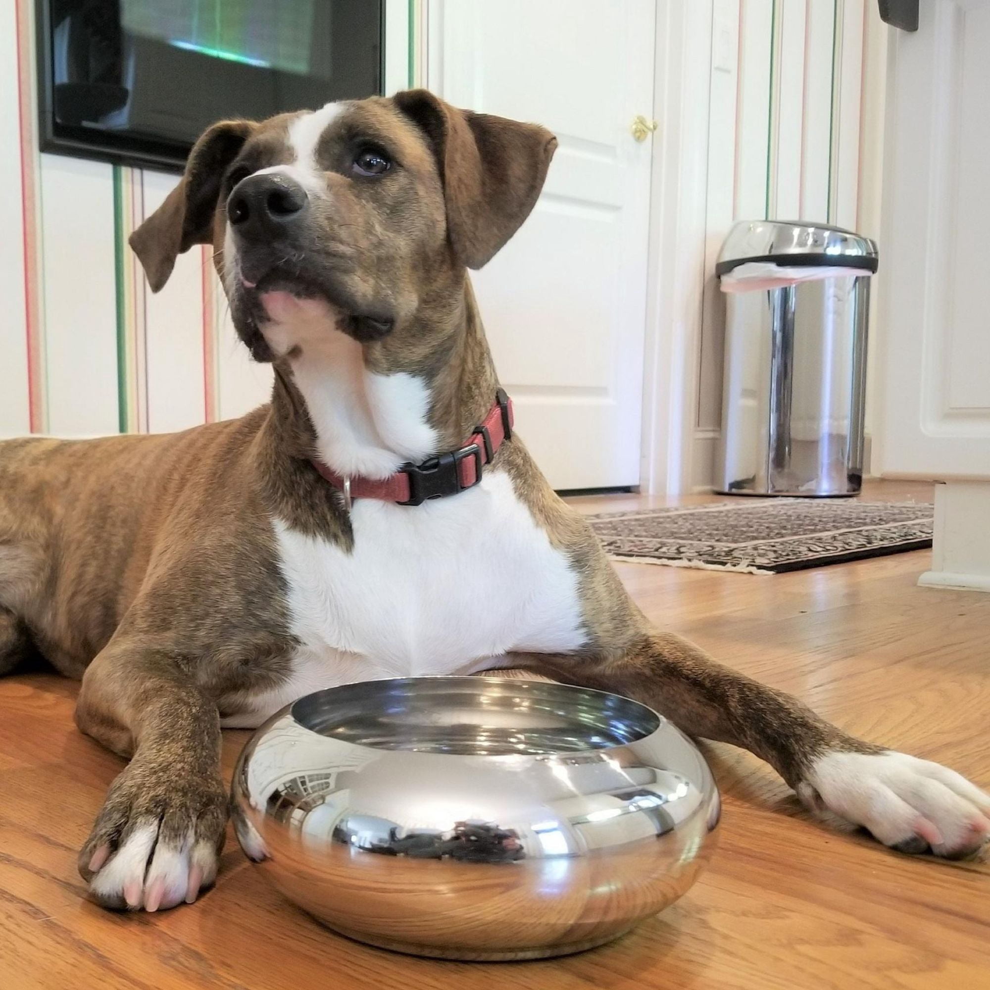 Unspill-a-Bowl® 18/8 Stainless Steel Dog Bowl - Classic Silver | No Spill, Long Ears, Slow Feeding - Large