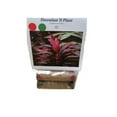 thumbnail image 6 of Hawaiian Live Ti Leaf Plant Cuttings 4 Pk (2 Logs pp 1 Red 1 Green) Sun , Shade, 6 of 7