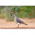 thumbnail image 2 of Ditto, Larry 14x11 Black Ornate Wood Framed with Double Matting Museum Art Print Titled - White-tipped Dove-Leptotila verreauxi-feeding on Manzanita fruits, 2 of 4