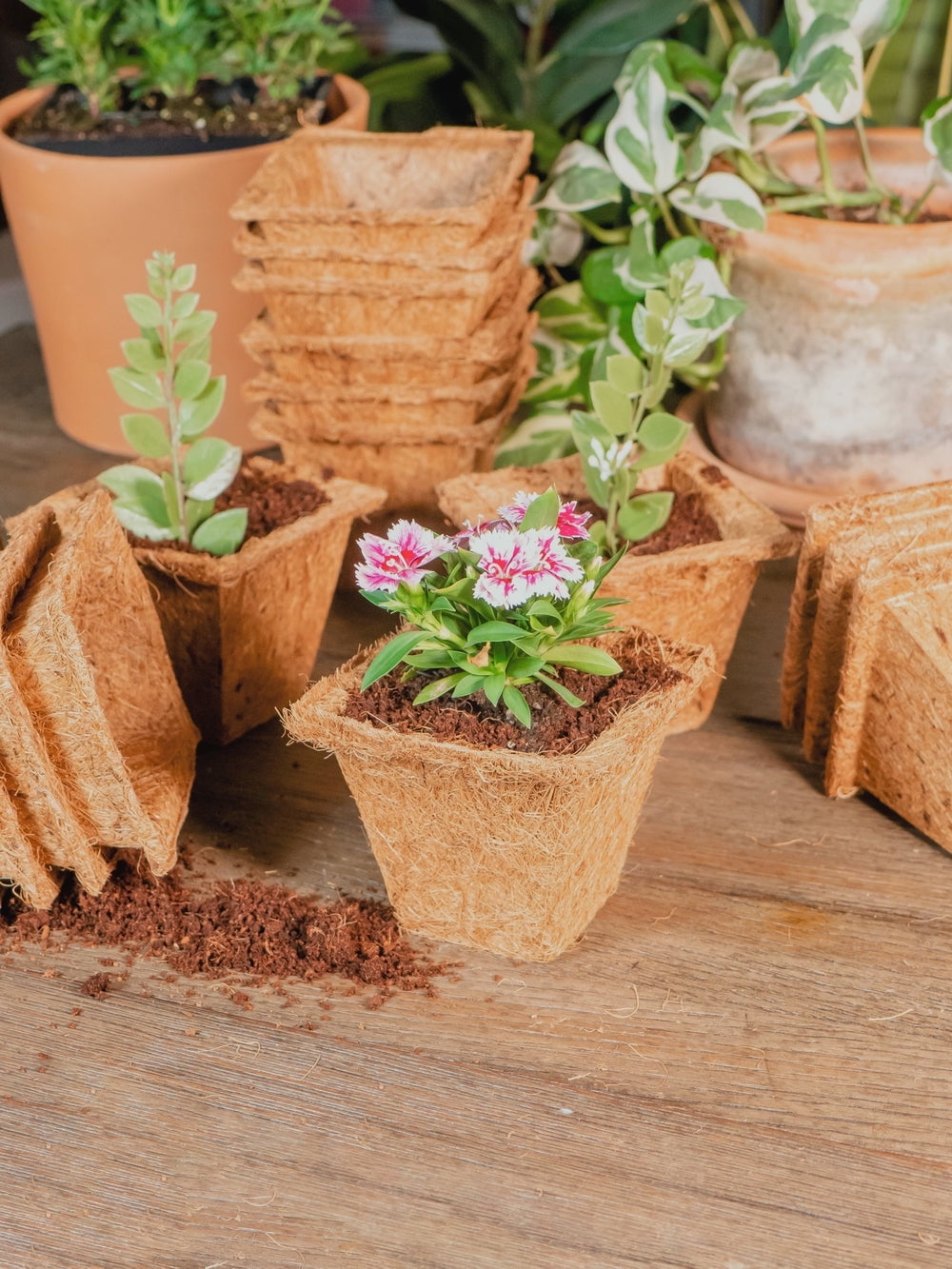 Envelor Coco Coir Plant Pots Seed Starter Tray Biodegradable Seed Starter Pots Coco Peat Pots Seedling Cups Small Plant Pots Germination Nursery Planting Tray Plant Starter Pots, 4 Inches 20 Pack