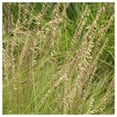 thumbnail image 3 of Everwilde Farms - 1000 Side Oats Grama Native Grass Seeds - Gold Vault Jumbo Bulk Seed Packet, 3 of 5