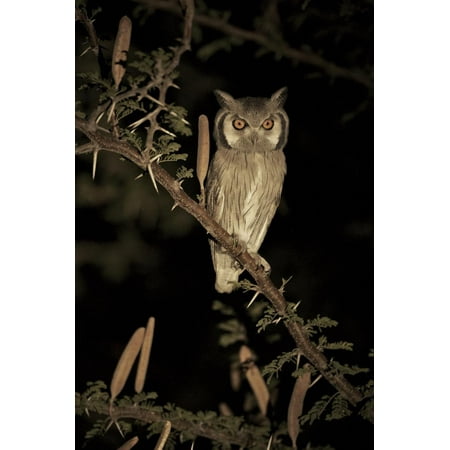White Faced Scops Owl (Otus Leucotis) in a Candle-Pod Acacia (Acacia Hebeclada) at Night Print Wall Art By Christophe